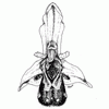 bee-orchid-5b112e6393112.gif