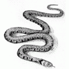 grass-snake-5b11537cbc862.gif