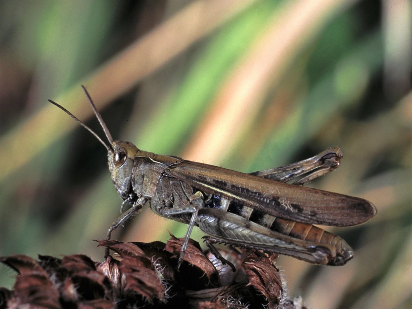 grasshopper-5bbbc255b71c0.jpg