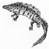 great-crested-newt-5b11538e16434.gif
