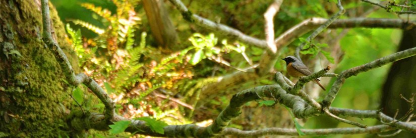 A black redstart amongst the woodland canopy